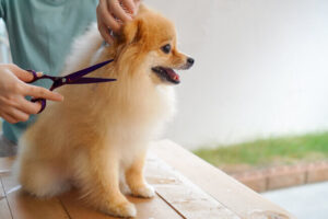 トリミングサロンを独立開業したい方必見！必要な資格と開業資金を解説