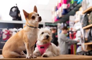 ペットサロンで物販を取り入れたい！集客に効果的な物販方法を徹底解説！