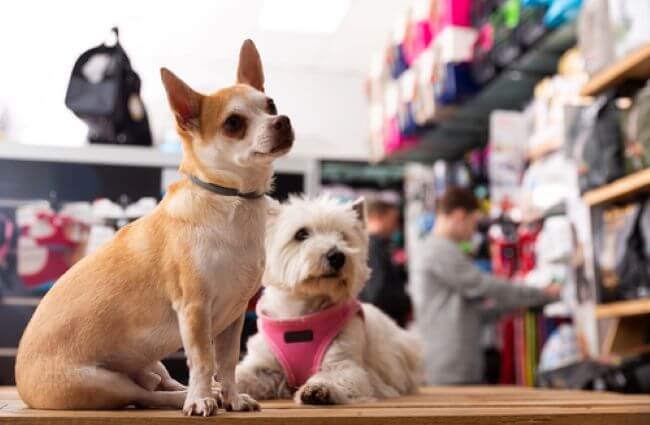 ペットサロンで物販を取り入れたい！集客に効果的な物販方法を徹底解説！