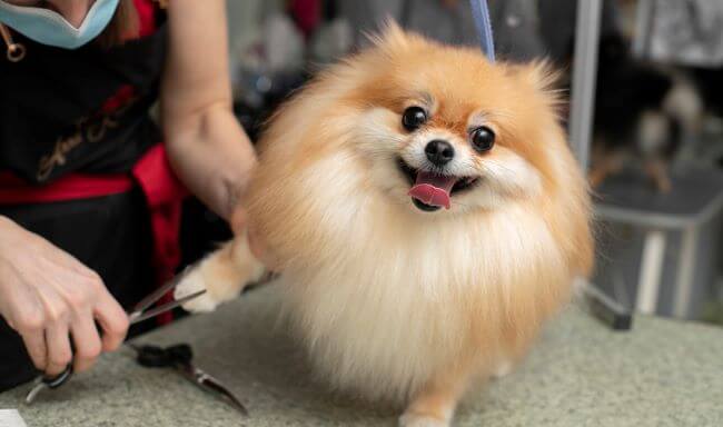 トリミングサロンを開業したい人は知っておこう！成功と失敗の違いはすべて解説！